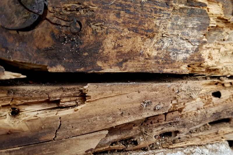 Ant damage repair cost