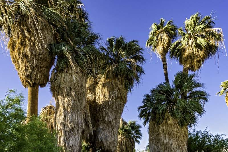 California Fan Palm Tree