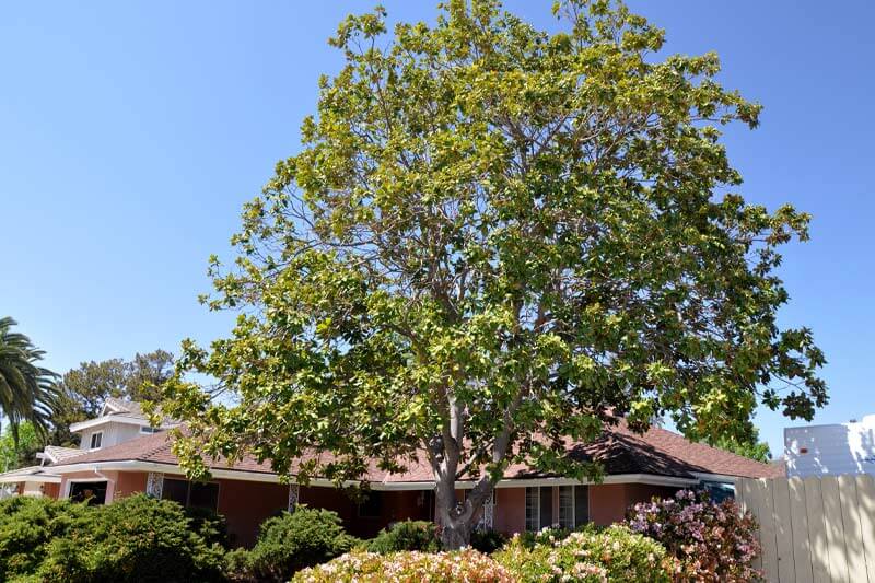 California Sycamore