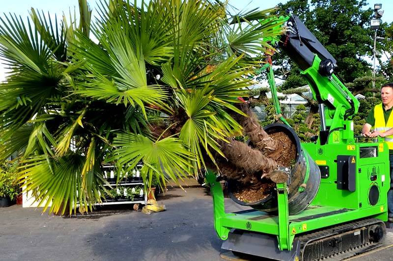 Can I sell my palm tree or get free palm tree removal