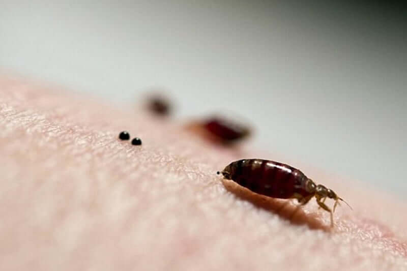 Can bed bugs eat anything other than blood