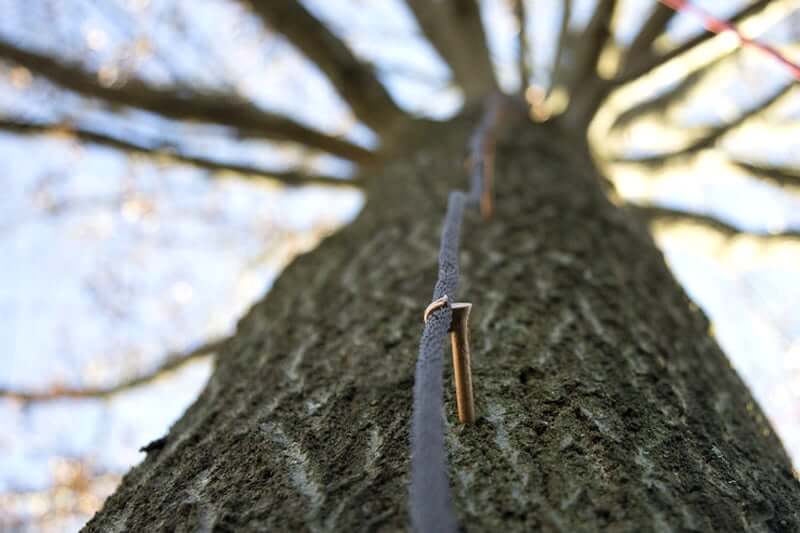 Can lightning strikes on a tree be prevented