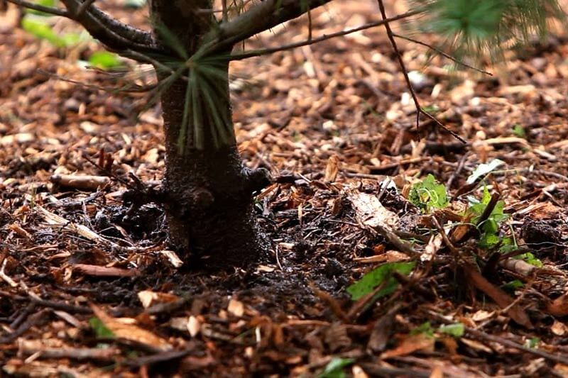 Can mulching prevent the soil from drying