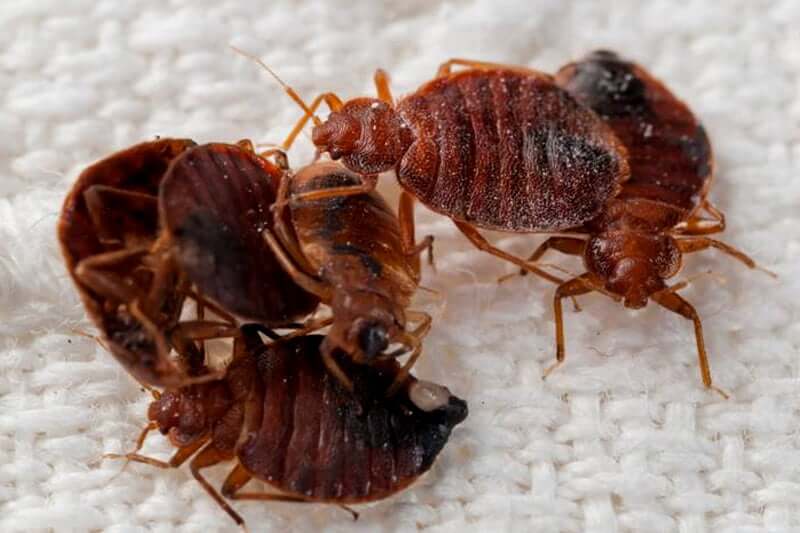 Can you use natural predators to get rid of bed bugs