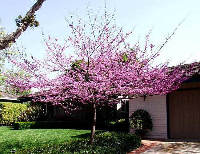 Cercis_occidentalis western redbud