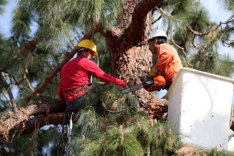 DIY V Hiring A Pro For Tree Removal