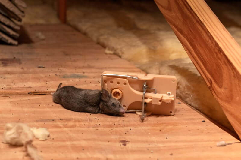 Dead mouse removal