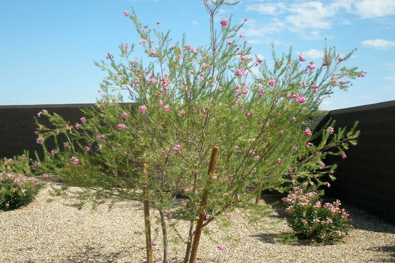 Desert willow