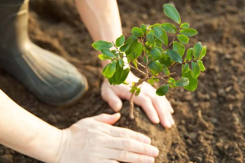Disadvantages of Planting Trees for Climate Change