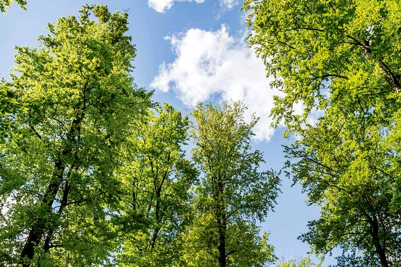 Does Planting Trees Help Climate Change