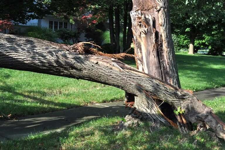 Tree Damaged by Lightning Should it be taken down?
