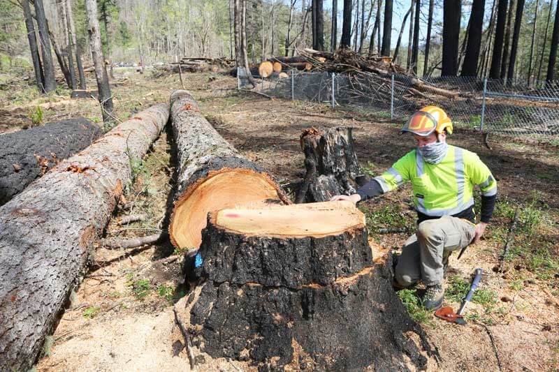 Does tree removal include removal of stump