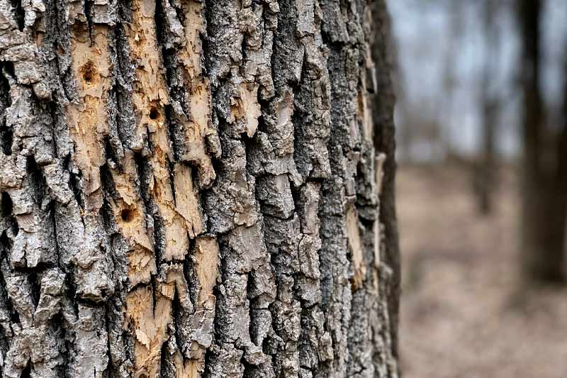 Dying Trunk