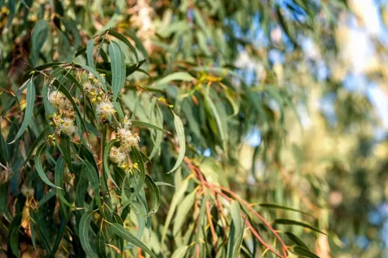 Eucalyptus tree
