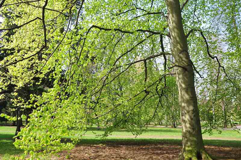 European Beech