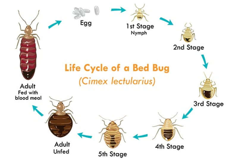 Factors that affect bed bug survival without food