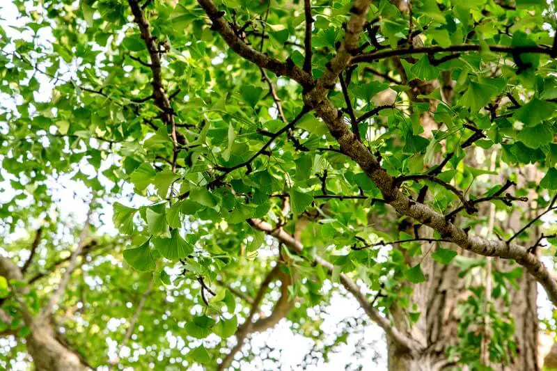 Ginkgo