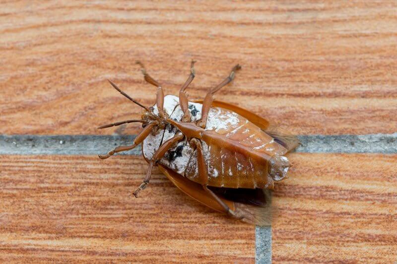 How Long Can Bed Bugs Live Without Food How Long Does It Take Bed Bugs to Die Without Eating?