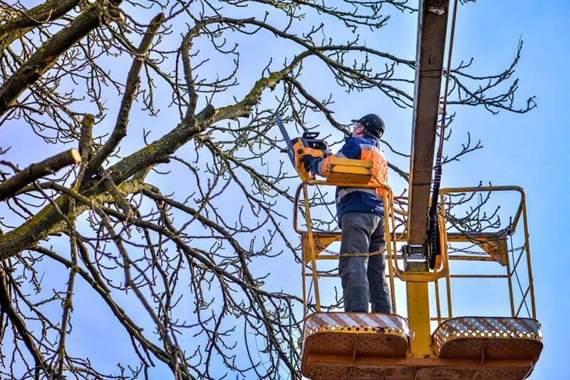 How Much Does It Cost To Top A Tree