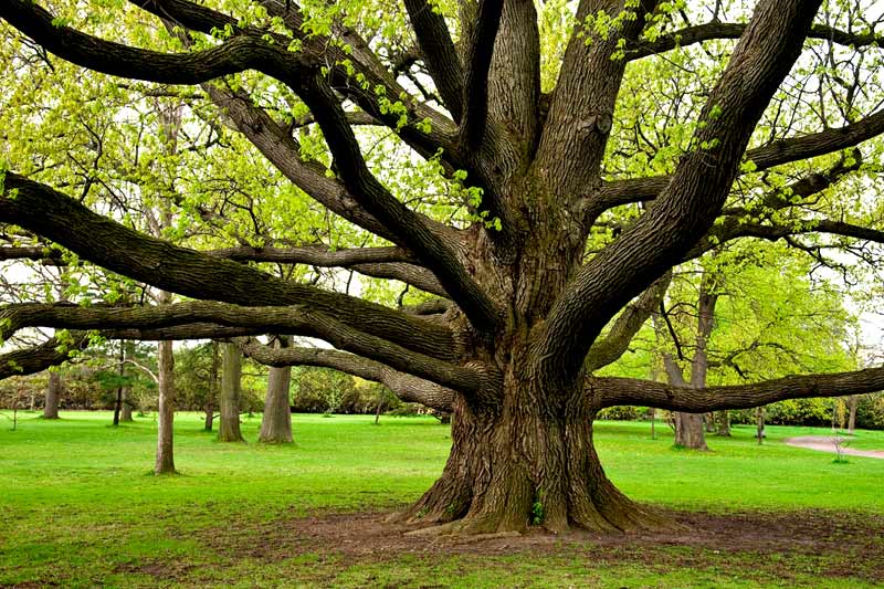 How To Water Mature Trees