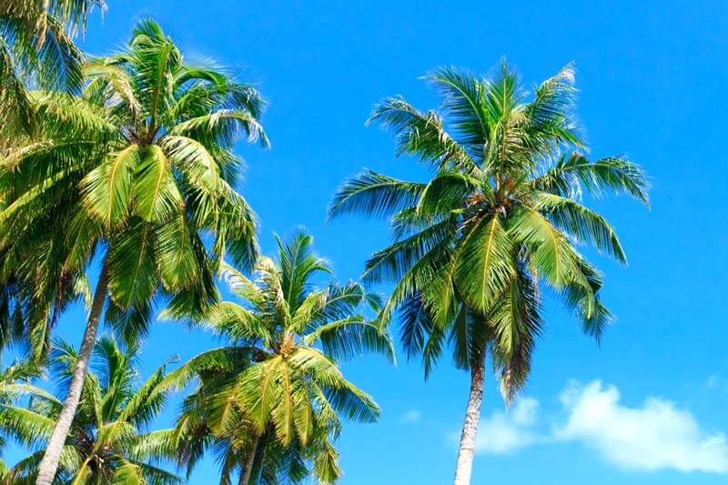 How do I Identify my palm species