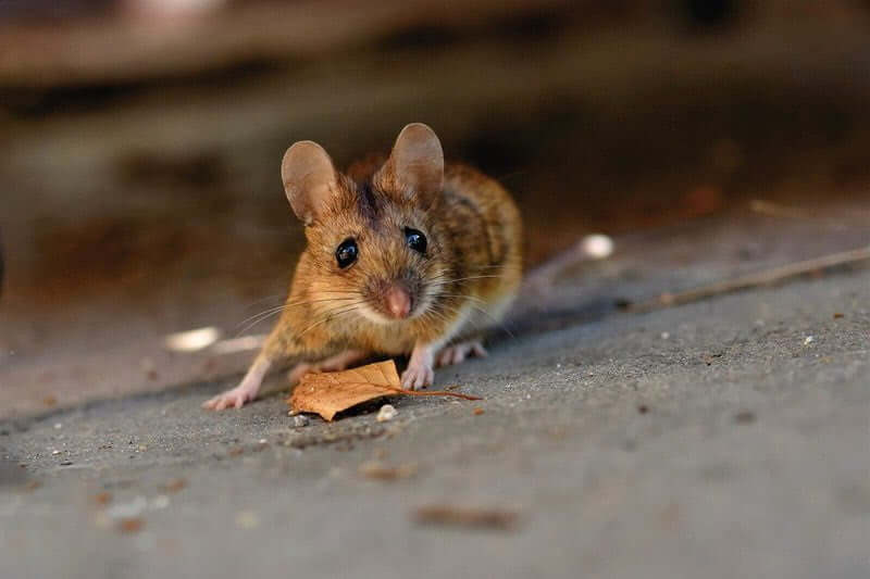 How much does mouse pest control cost