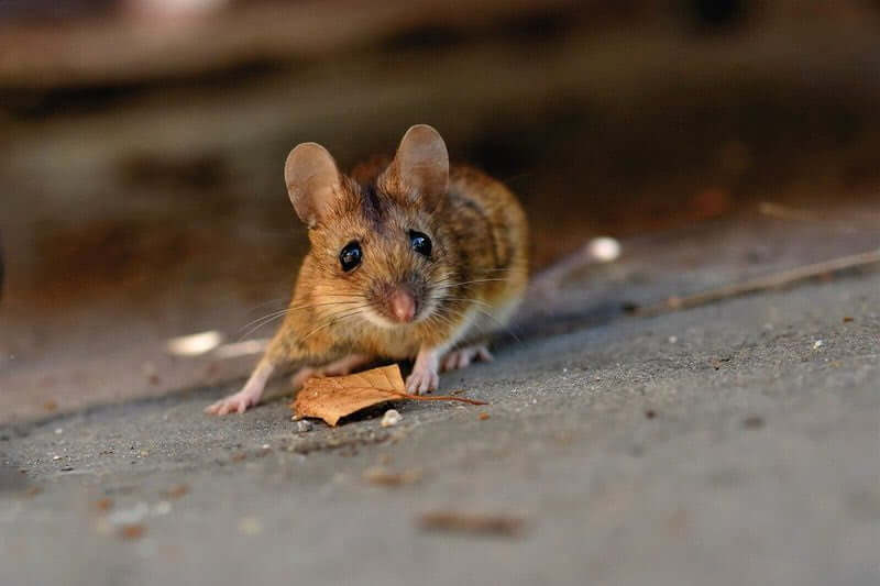 How much does mouse pest control cost