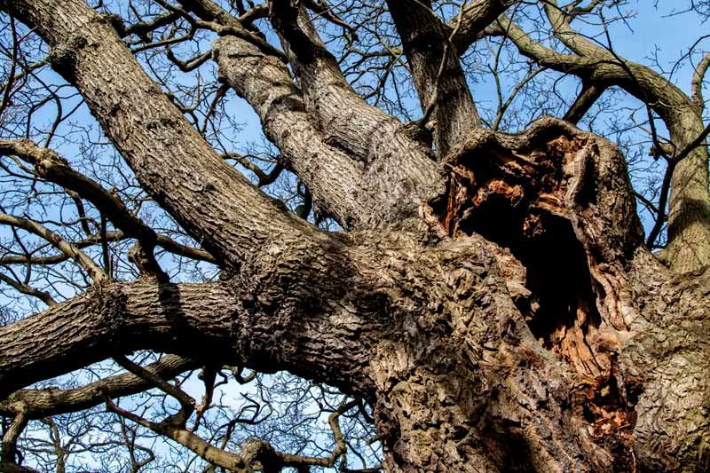 How often should you deadwood a tree