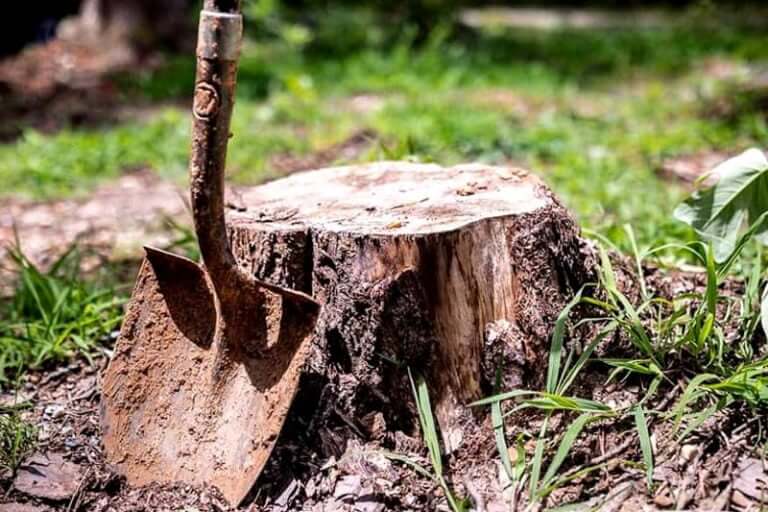 How To Secretly Kill a Tree Tools, Tips & Tricks