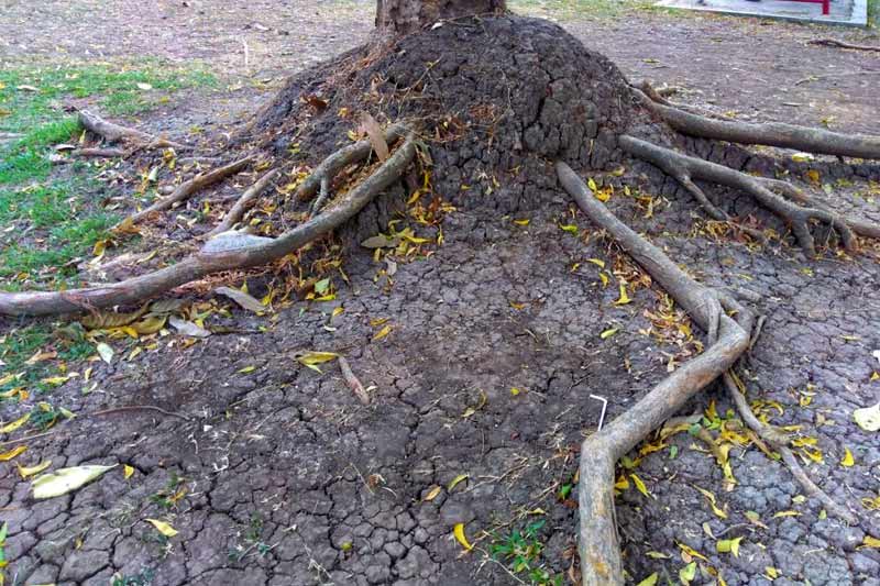 Invasive Root