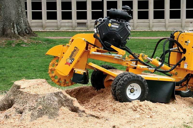 Is it better to remove or grind a stump