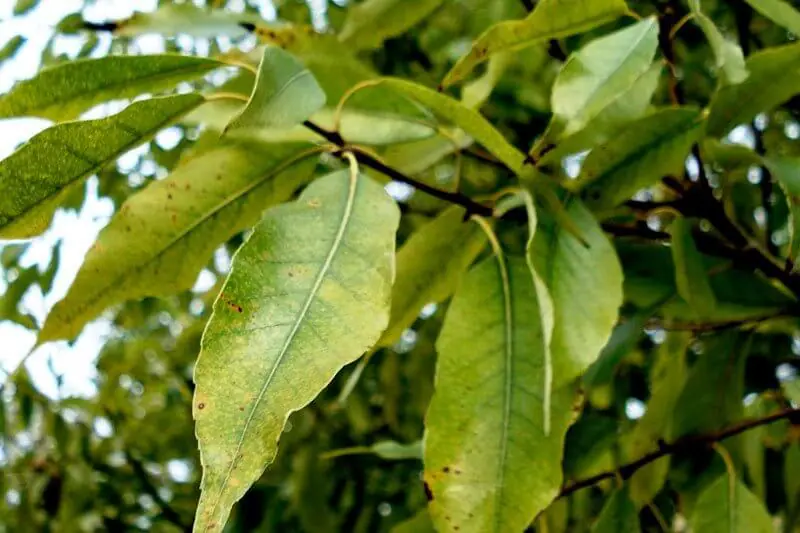 Laurel Oak Tree