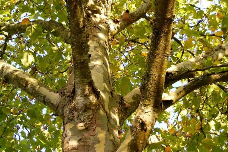 London Plane Tree