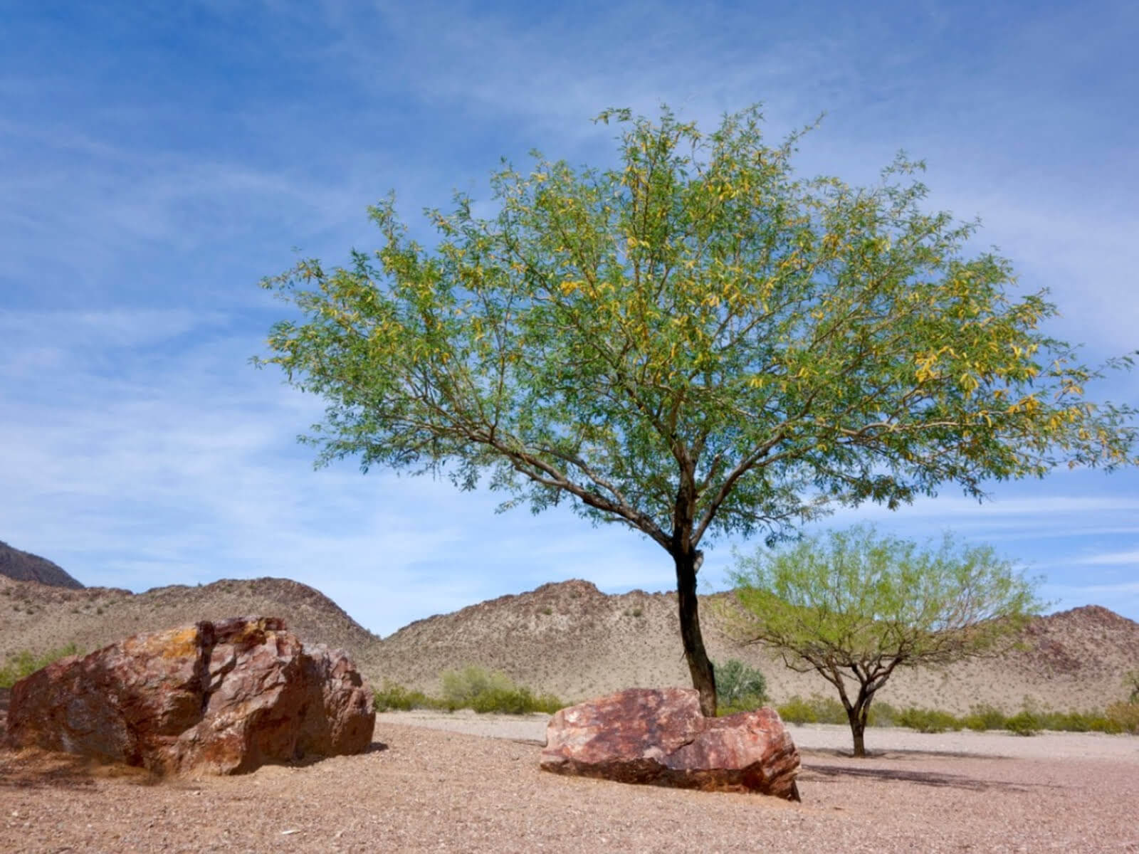 Mesquite tree