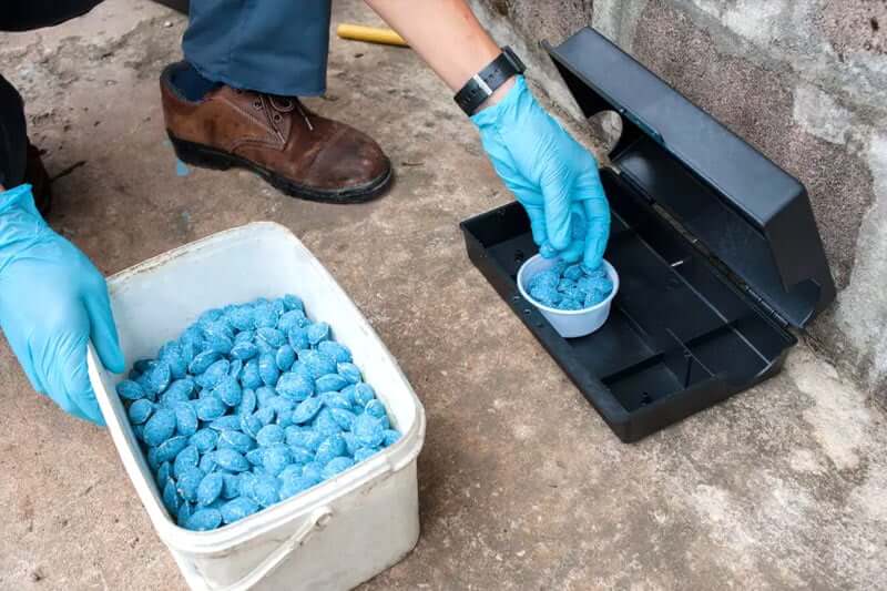 Mice exterminator cost of labor