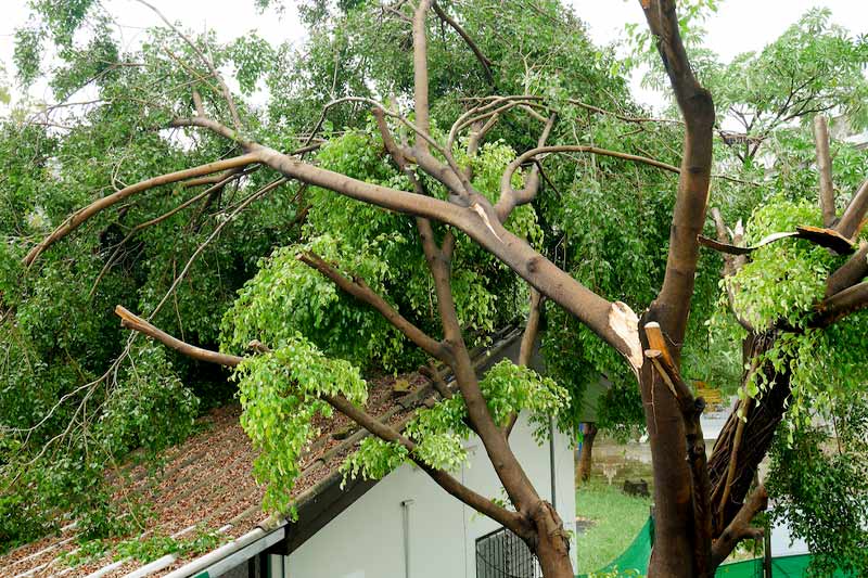 Overhanging branches and falling branches