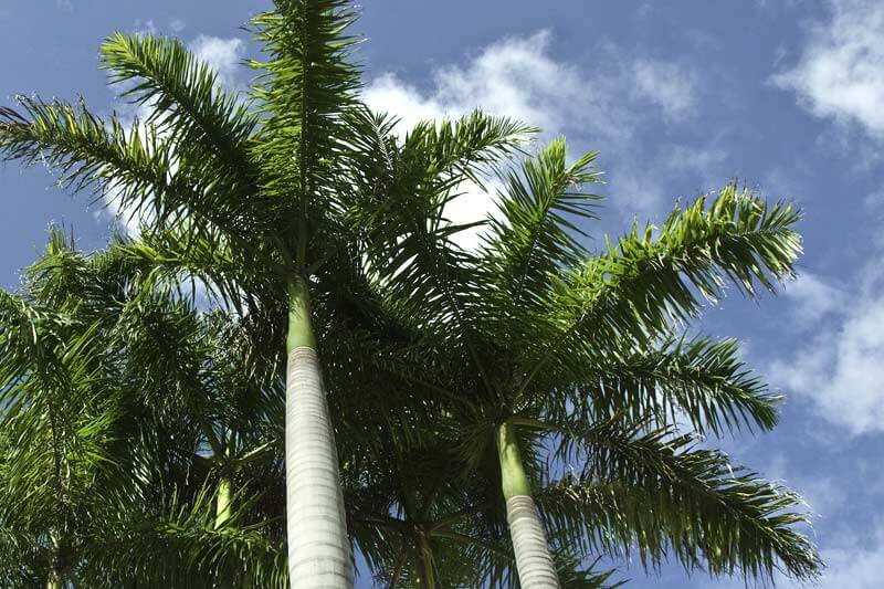 Palm Tree Removal Cost in Las Vegas