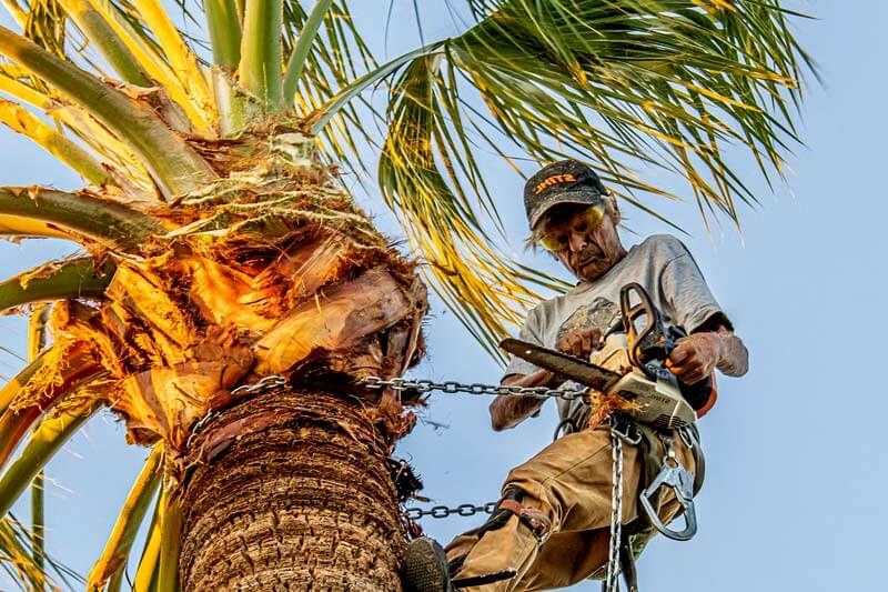 Palm tree trimming cost in Las Vegas