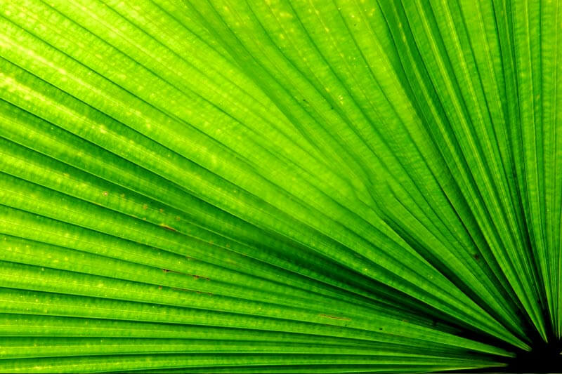 Palmate leaves