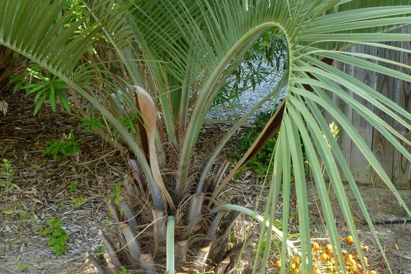 Pinnate leaves