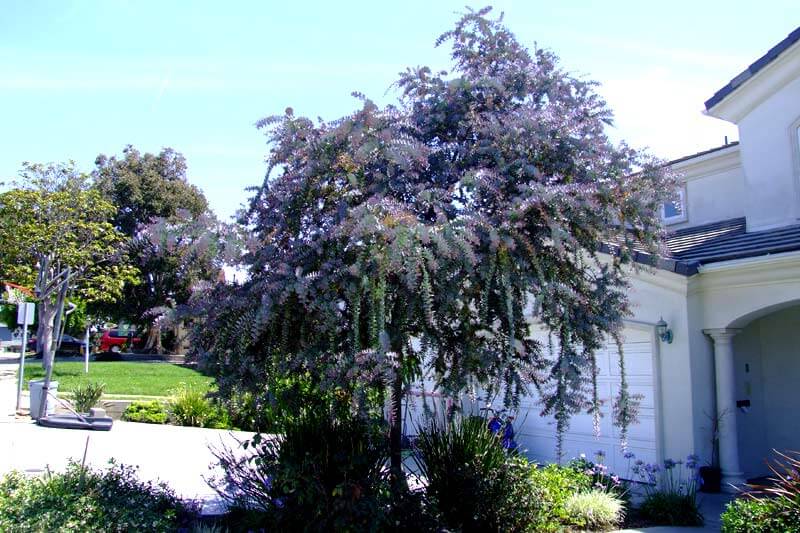 Purple Leaf Acacia