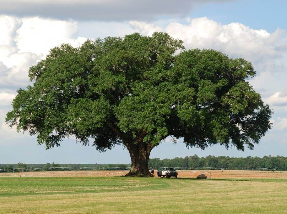 Quercus virginiana souther oak tree