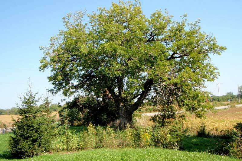 Red Mulberry Tree