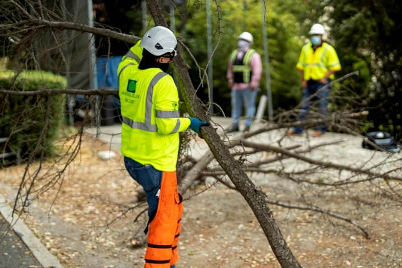 Should you hire a professional for your tree clean up