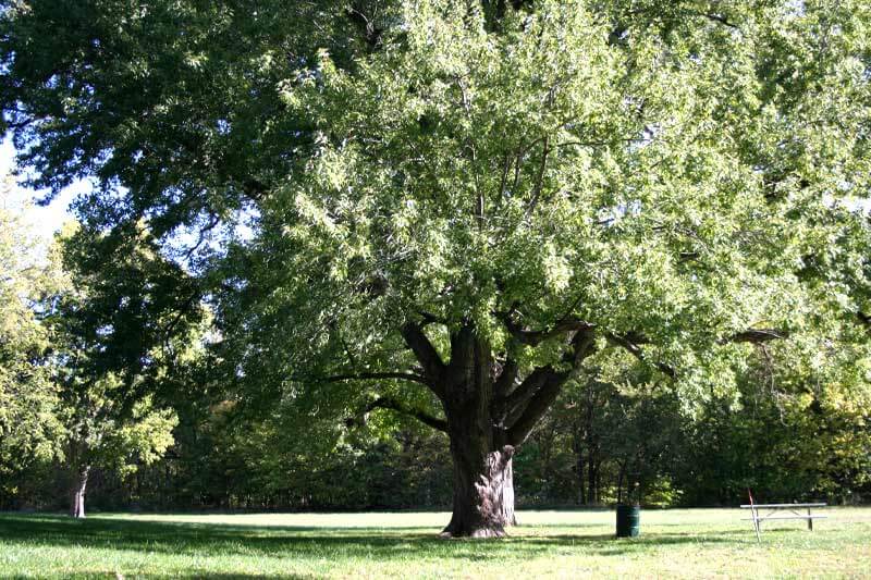 Silver Maple Tree