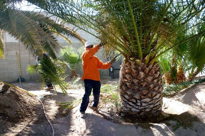 Small Palm Tree Removal Cost