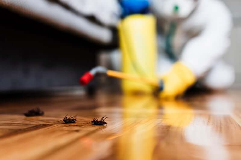 Spider dusting