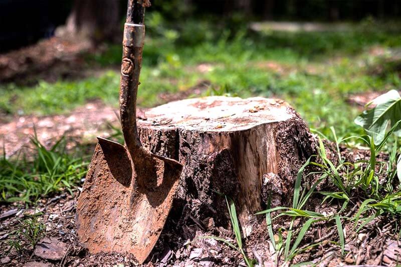 Step 5 Grub any remaining tree stumps.