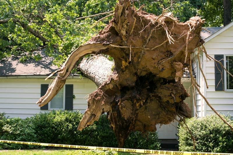 Storm Damage Tree Removal Cost