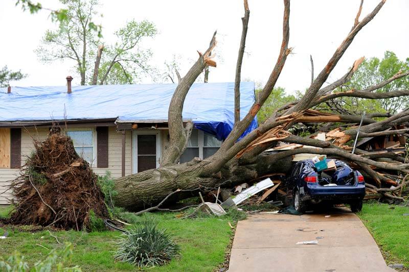 Storm damage tree clean up
